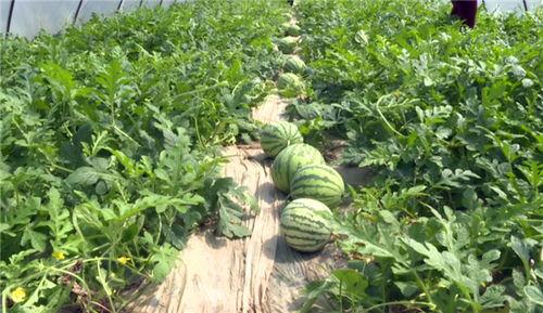 随州最新吃瓜事件视频,视频揭秘惊人真相！