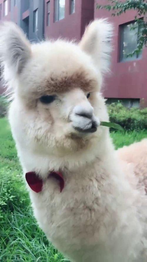 小羊驼吃瓜的视频播放下载,小羊驼吃瓜视频播放下载，萌态十足引网友热议