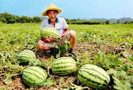 长寿路吃瓜视频,揭秘街头美食背后的故事