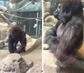 吃瓜像大猩猩的女孩视频,视频走红网络，网友热议其独特魅力