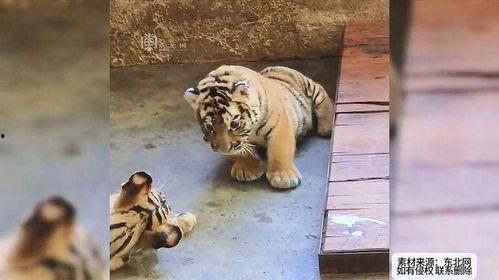 老虎吃瓜视频,揭秘动物界的趣味瞬间