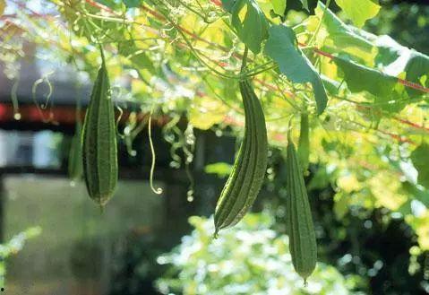 紫瓜是怎么吃的图片视频,图片视频中的美味探索