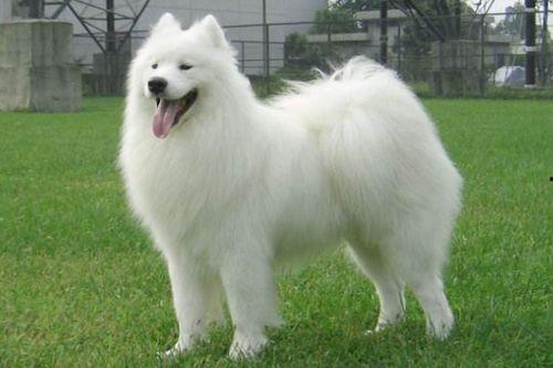 萨摩吃瓜视频素材高清版,高清版萌宠美食大揭秘