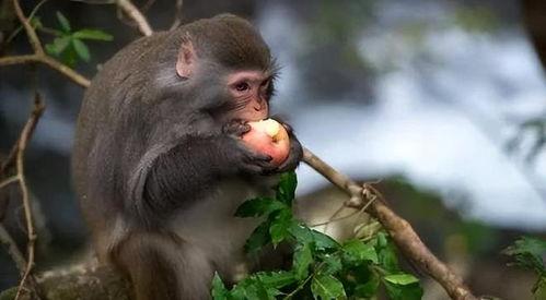 小猴子吃瓜背景视频,欢乐时光里的趣味瞬间