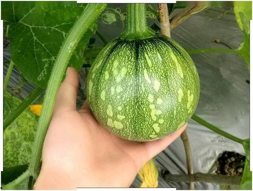 吃天瓜的视频大全,一场视觉与味觉的盛宴