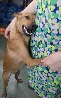 吃瓜白狗被抓捕视频大全,抓捕现场视频大盘点