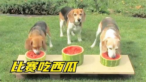 三只狗吃瓜的视频,一场欢乐的瓜分盛宴