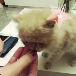 猫咪吃板栗瓜视频播放,视频播放量爆表！