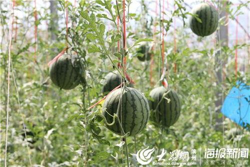 肥城市吃瓜事件视频曝光,视频曝光揭示惊人真相