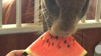 吃瓜的视频是怎么拍的,镜头背后的拍摄技巧与创意