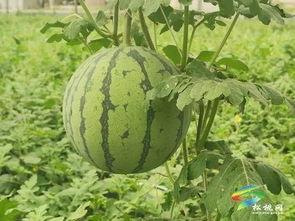 无棣吃瓜事件最新进展视频,真相大白，各方反应汇总