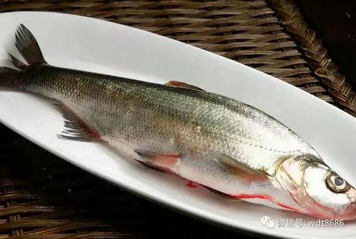 吃生八瓜鱼视频,一探究竟的烹饪视频揭秘