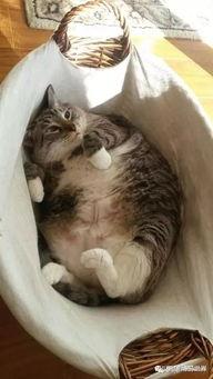 吃瓜大肥喵其他视频,趣味视频背后的故事与魅力