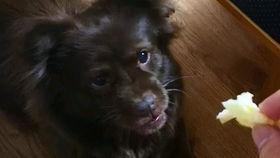 狗子和我吃瓜视频大全集,趣味视频全集盘点