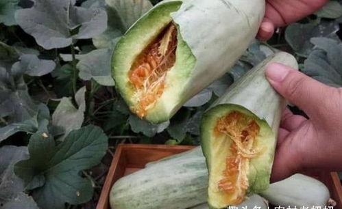吃田瓜要削皮吗视频大全