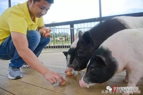 47岁阿姨吃小猪瓜视频,美味与健康的完美结合