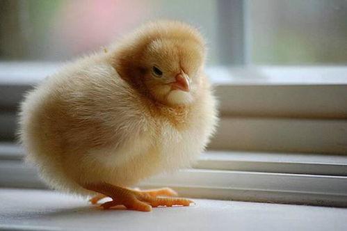 小鸡可以吃白瓜吗视频,揭秘白瓜的营养与食用方法