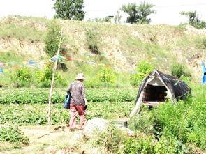 榆林视频吃瓜,揭秘网络热传事件背后的真相