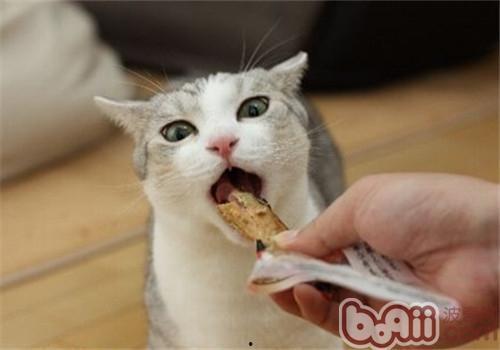 猫咪可以吃白瓜嘛视频,揭秘白瓜在猫咪饮食中的适宜性