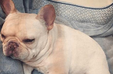 斗牛犬可吃佛手瓜吗视频,揭秘佛手瓜的适宜性