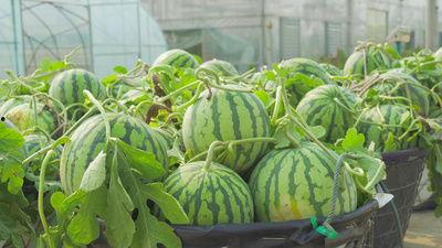 花店吃瓜视频素材大全