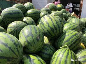 砀山吃瓜新闻最新消息视频