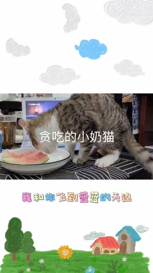 吃瓜猫的小视频,揭秘日常生活中的趣味瞬间