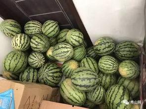 甘肃文县吃瓜的视频