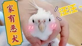 小鸟吃哈密瓜的视频