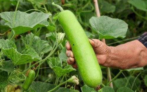 河南人吃瓠瓜视频播放,瓠瓜的独特魅力，视频播放引网友热议