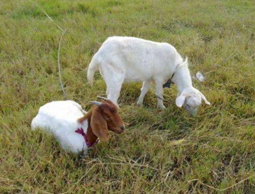 有没有三只羊的吃瓜视频,揭秘神秘羊群背后的故事