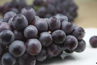 巨峰葡萄吃瓜视频,甜蜜滋味，尽享夏日清凉  第2张