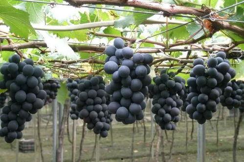 巨峰葡萄吃瓜视频,甜蜜滋味，尽享夏日清凉  第3张