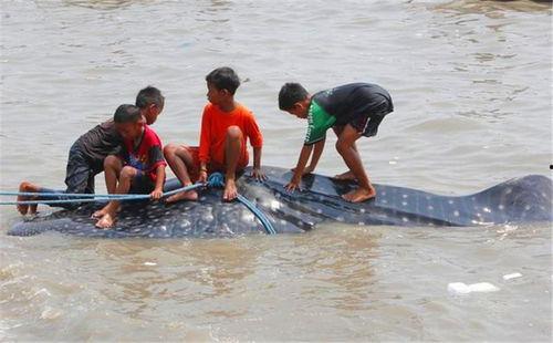 沿海渔民吃瓜事件视频,视频曝光引发热议  第1张