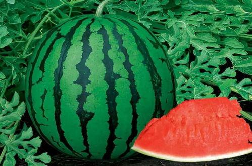 吃瓜黄料卡点视频