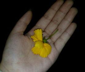 吃瓜视频黄料,黄料背后的真相与影响