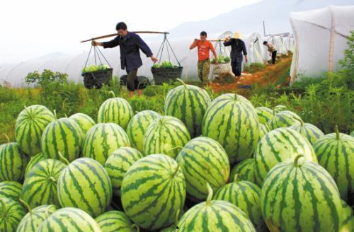 吃瓜过瘾的视频,视频带你领略瓜界狂欢盛宴  第2张