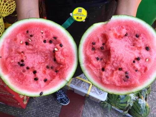 小鱼儿吃蜜瓜视频,小鱼儿萌态可掬的甜蜜瞬间