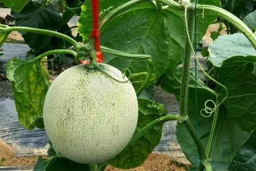 小鱼儿吃蜜瓜视频,小鱼儿萌态可掬的甜蜜瞬间  第2张