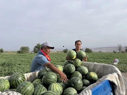 九龙坡区吃瓜事件视频