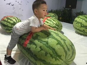 山东吃瓜大事件视频,一场全民热议的视觉盛宴  第2张