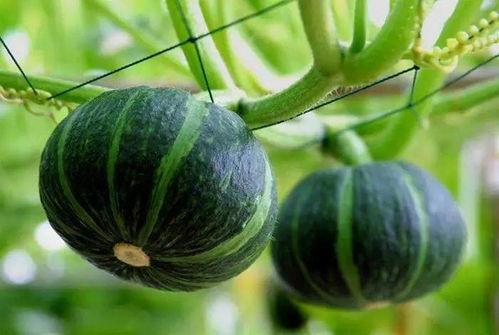 最近韩城吃瓜视频,揭秘娱乐圈最新热点事件